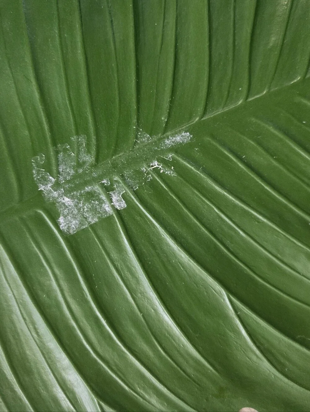 Pier 1 Monstera Leaf Placemat Set Of 8 17x16 Tropical Patio Hollywood Regency